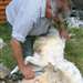 Traditional Sheep Shearing