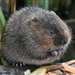 Are there any Water Voles out there