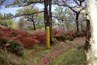 Salen Oakwoods