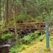 /activities/walks/allt-na-calliche-trail-near-invergarry