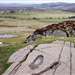 /things-to-do/walks/moine-mhor-and-dunadd