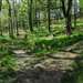 /things-to-do/walks/strone-woods--glen-lochy